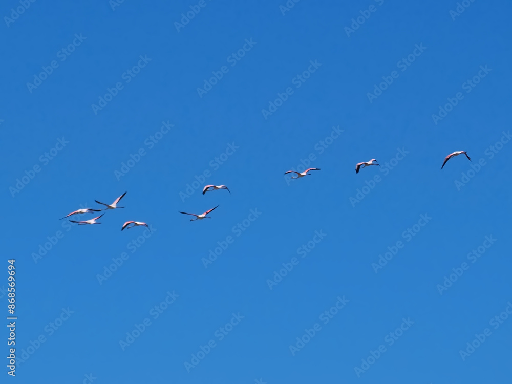 Flying group of flamingo birds in blue sky