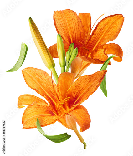 Beautiful Orange lily flower falling in the air isolated on white background. High resolution image