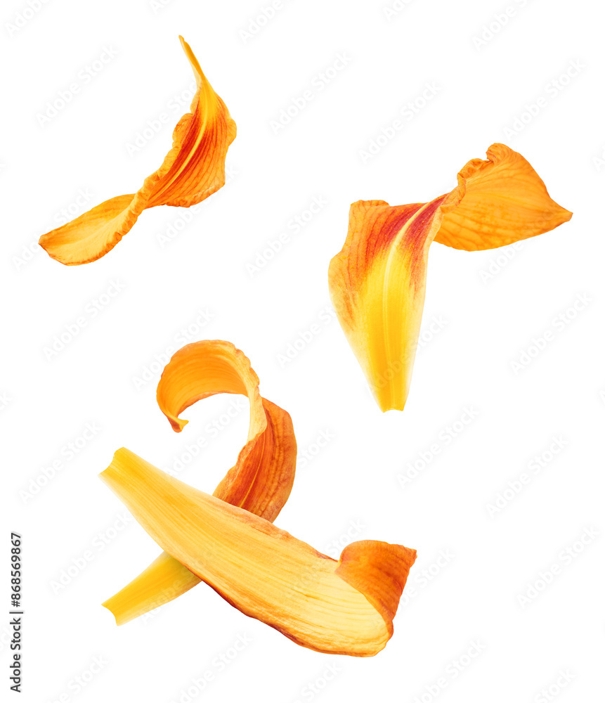 Fototapeta premium Beautiful Orange lily flower falling in the air isolated on white background. High resolution image