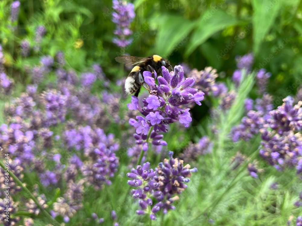 Bumblebee pollinating lavender flowers up close Bumblebee pollinating lavender flowers up close