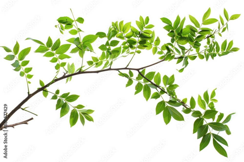 A natural scene featuring a branch from a tree with lush green leaves A natural scene featuring a branch from a tree with lush green leaves