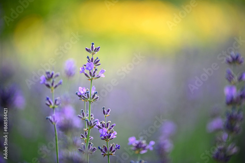 Flowers Sunset Nature Insects Bumblebee Green Red Yellow