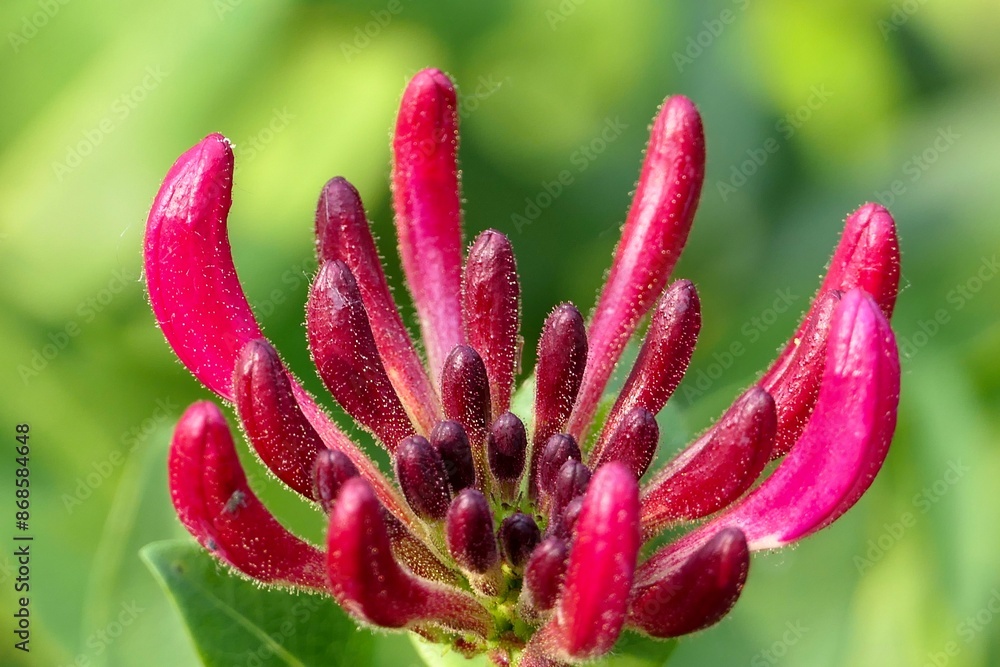 Nahaufnahme einer geschlossenen Geißblattblüte. Nahaufnahme einer geschlossenen Geißblattblüte.