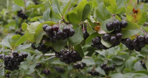 Branch of black chokeberry (Aronia melanocarpa). Selective focus.