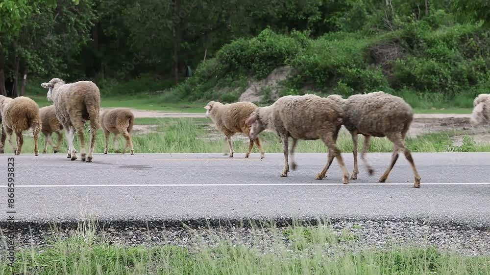 The sheep were herded across the road to return to their pens. The sheep were herded across the road to return to their pens.