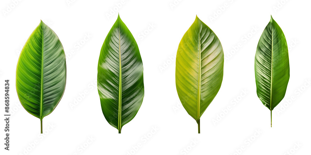 Collection of Heliconia Leaves isolated. group of green leaf cut out. Collection of Heliconia Leaves isolated. group of green leaf cut out.