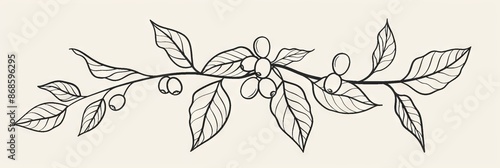 Line art coffee branch logo, coffee bean drawing, coffee plant doodle icon, painting, coffee twig