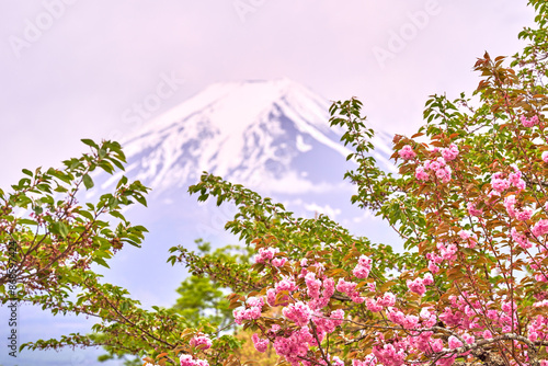 Fuji mountain with cherry blossom