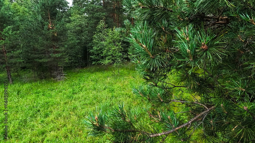 Obraz premium Summer Pine Forest