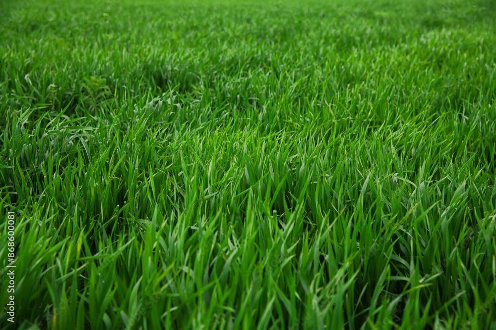 Green sprouts of winter wheat on the field Green sprouts of winter wheat on the field
