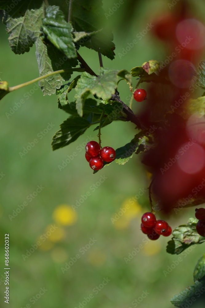 Fototapeta premium Red currant branch on bush in home garden