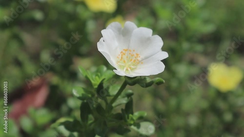 white flower in the garden