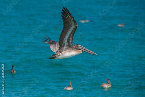 Pelicans flying over the ocean water