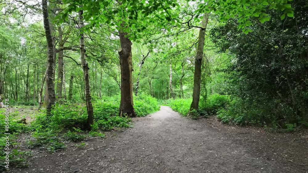 dog walk in forest, woods, summer green trees, drone, uk, walking trail, free dogs, unleashed dog walk in forest, woods, summer green trees, drone, uk, walking trail, free dogs, unleashed