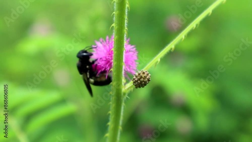 a black beetle looking for flower nectar