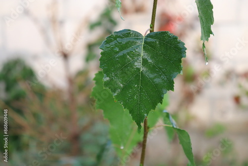 Fototapeta Naklejka Na Ścianę i Meble -  liść, brzoza, deszcz, zielony, mokre, breen, leaf, birch, rain, wet