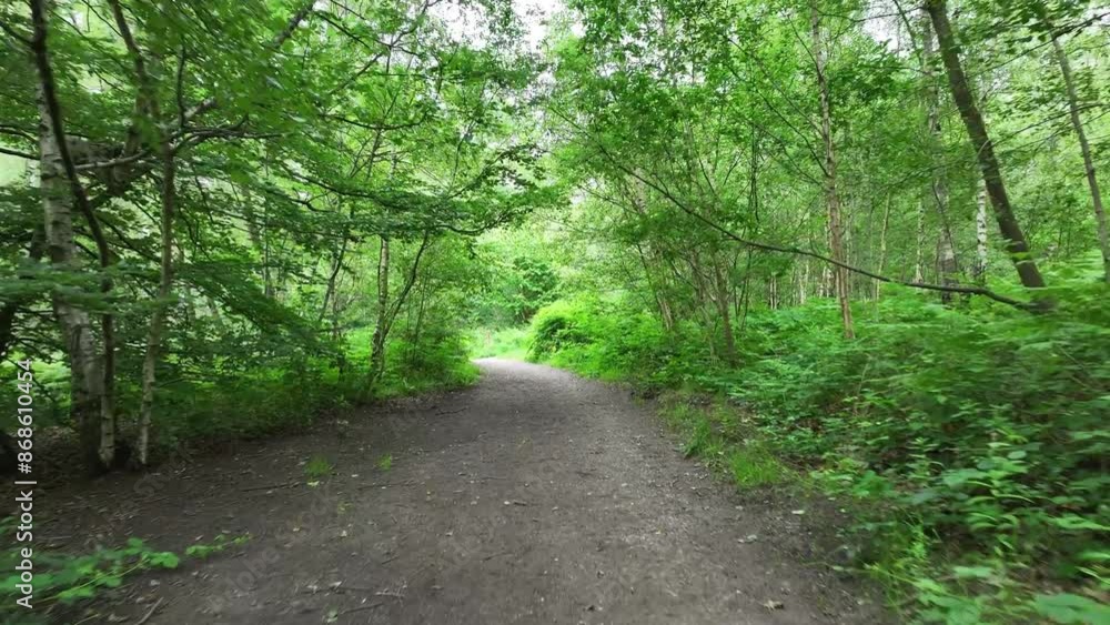 dog walk in forest, woods, summer green trees, drone, uk, walking trail, free dogs, unleashed dog walk in forest, woods, summer green trees, drone, uk, walking trail, free dogs, unleashed