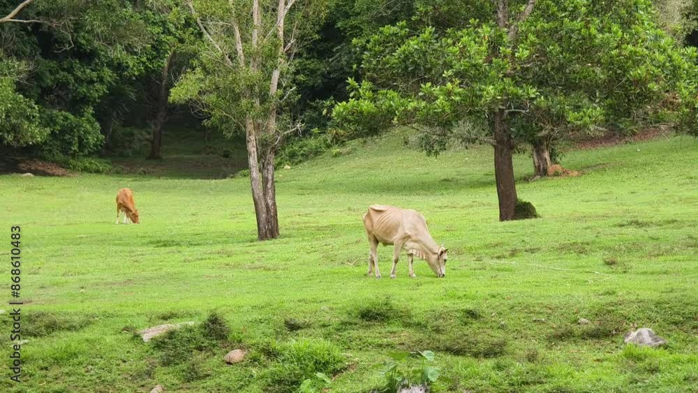 Beautiful cows live together at the rural farm Beautiful cows live together at the rural farm