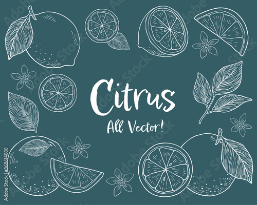 柑橘系フルーツとリーフの手描きチョークアート風イラストセット