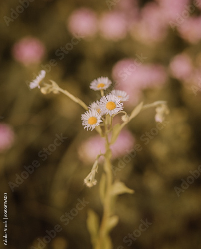 Wild Daisy Growing in a Field of Purple Flowers