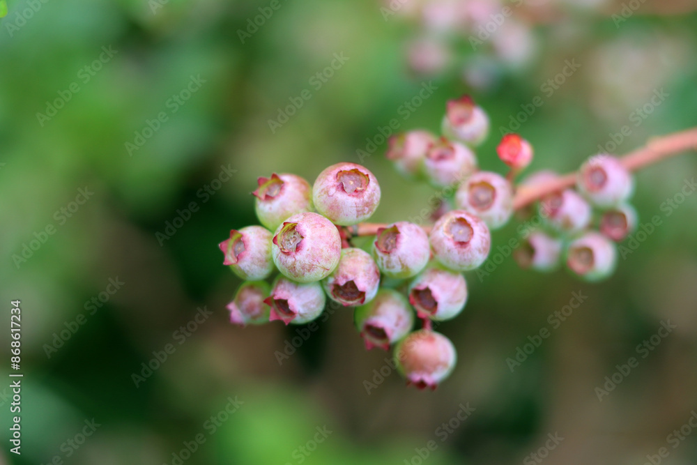 Close up photo of blueberry bush. Abstract nature background. Healthy eating concept. Leaves and berries texture close up on green background with space for text. Close up photo of blueberry bush. Abstract nature background. Healthy eating concept. Leaves and berries texture close up on green background with space for text.