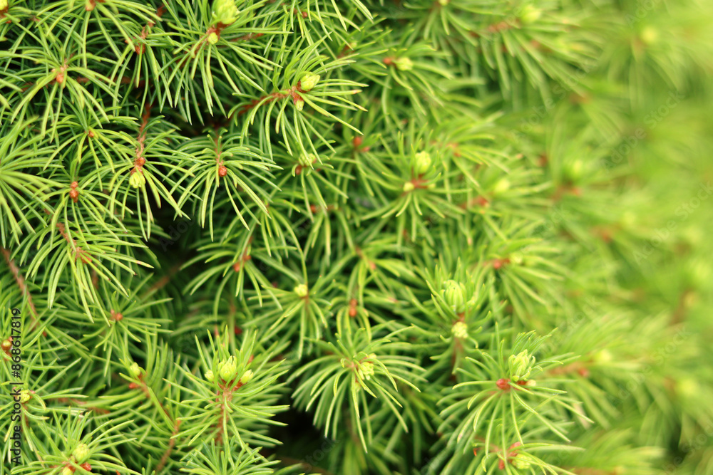 Green branches of a spruce close-up. Nature green background. Green branches of a spruce close-up. Nature green background.