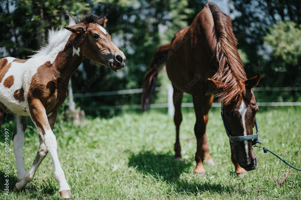 Obraz premium A young foal and a horse enjoying a sunny day while grazing in the countryside. Perfect scene of countryside life and nature.