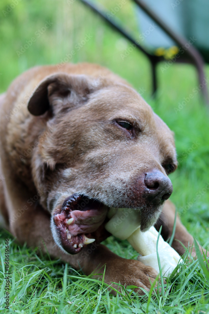 Adult Labrador dog playing with a bone on green grass. Natural organic snack for healthy pet. Adult Labrador dog playing with a bone on green grass. Natural organic snack for healthy pet.