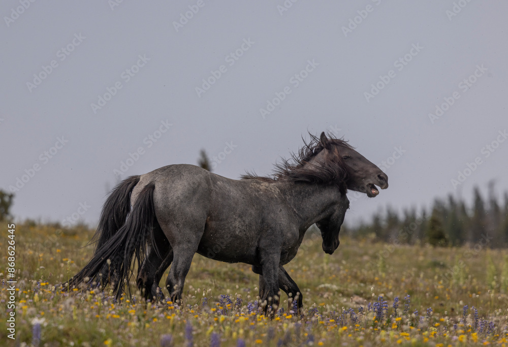 Fototapeta premium Wild Horse Stallions Fighting in the Pryor Mountains Montana in Summer