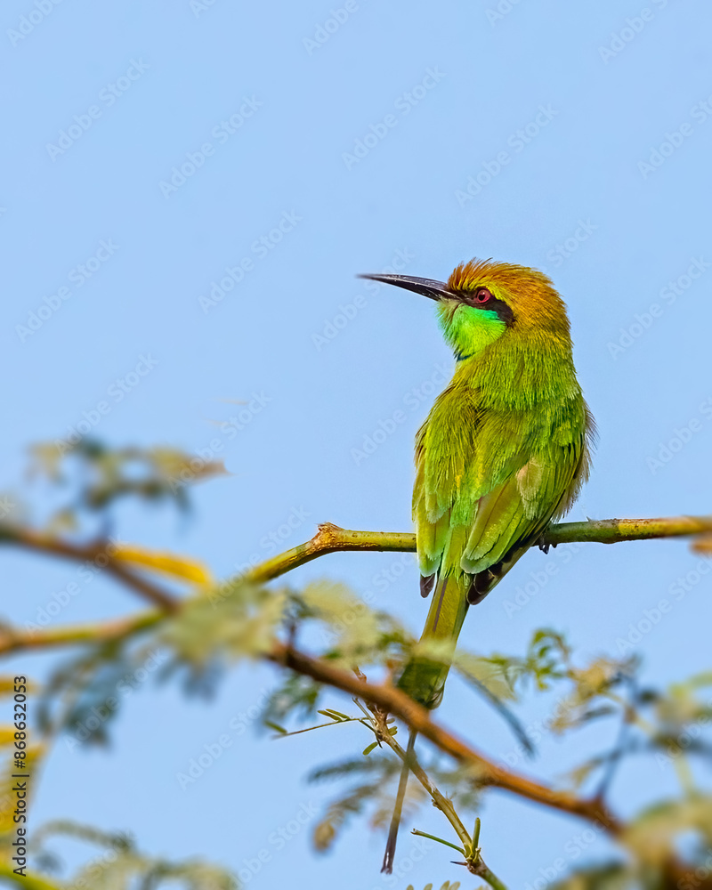 Obraz premium A Green bee Eater