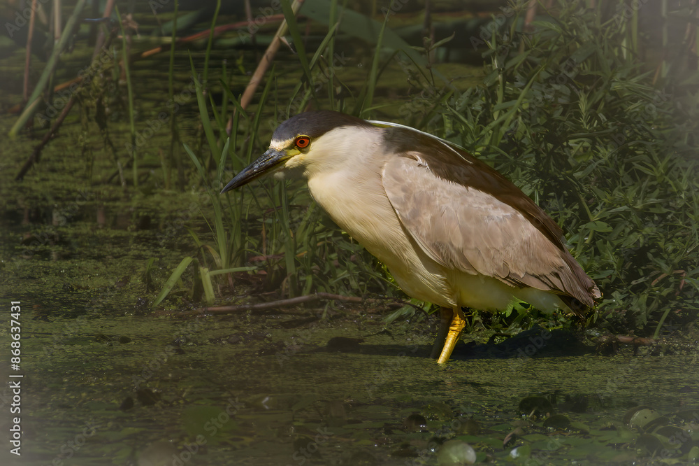 Black-crowned Night Heron Black-crowned Night Heron