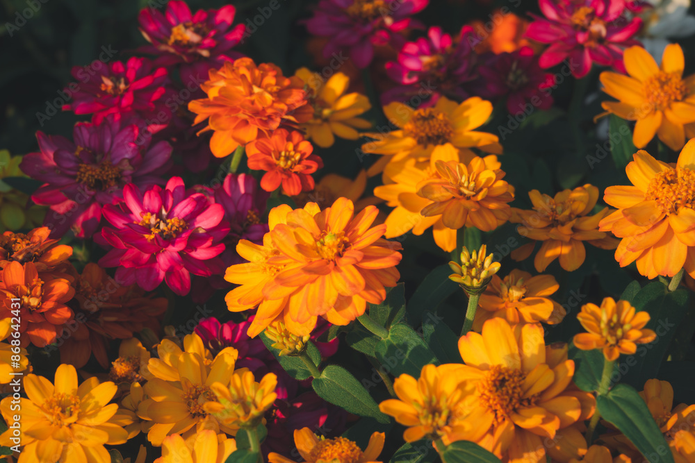 A bunch of flowers with different colors, including orange and pink A bunch of flowers with different colors, including orange and pink