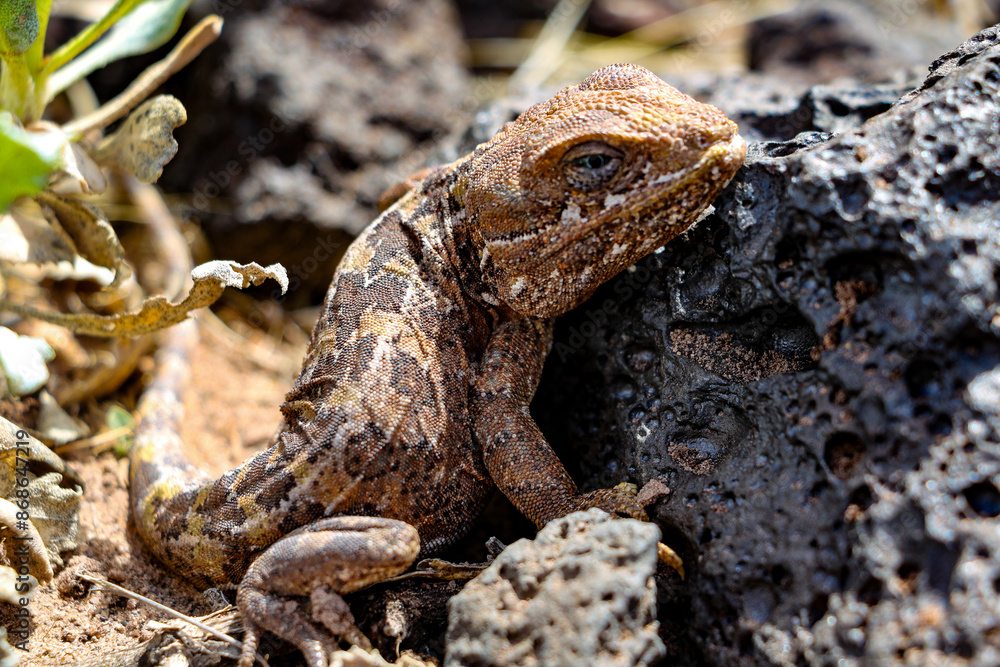 Obraz premium Leusaurio belli, lagartija captando energía del sol