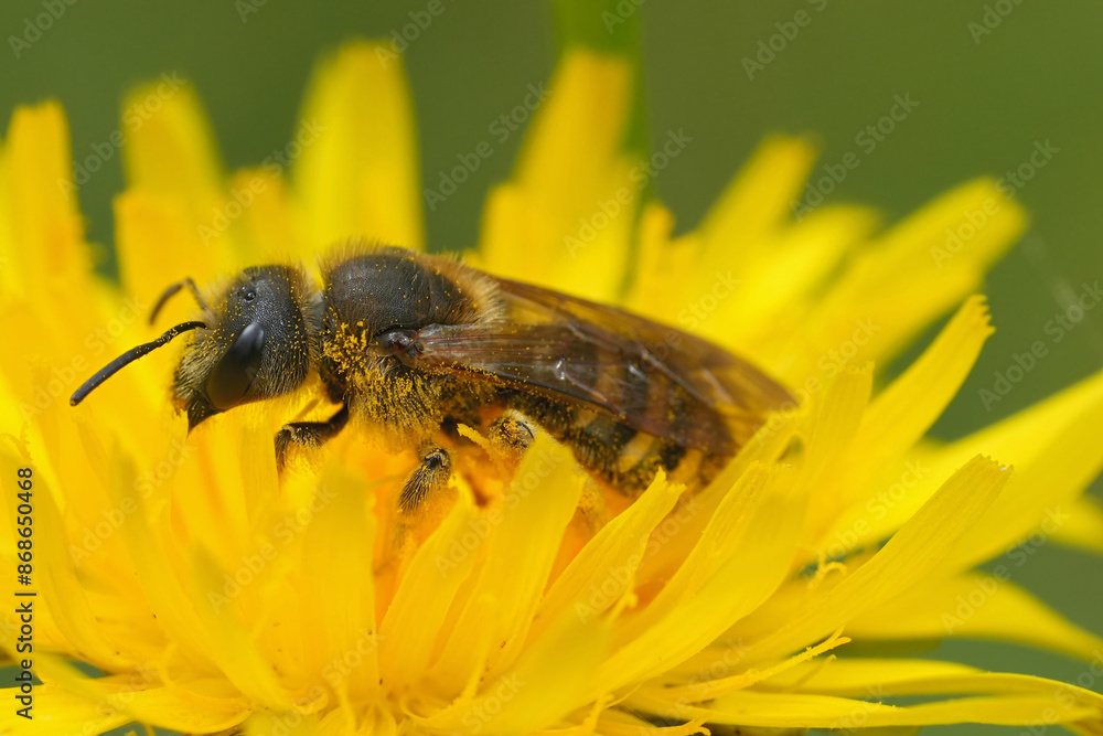 Close up on a female of the European Great banded furrow bee, Halictus scabiosae in a yellow flower Close up on a female of the European Great banded furrow bee, Halictus scabiosae in a yellow flower