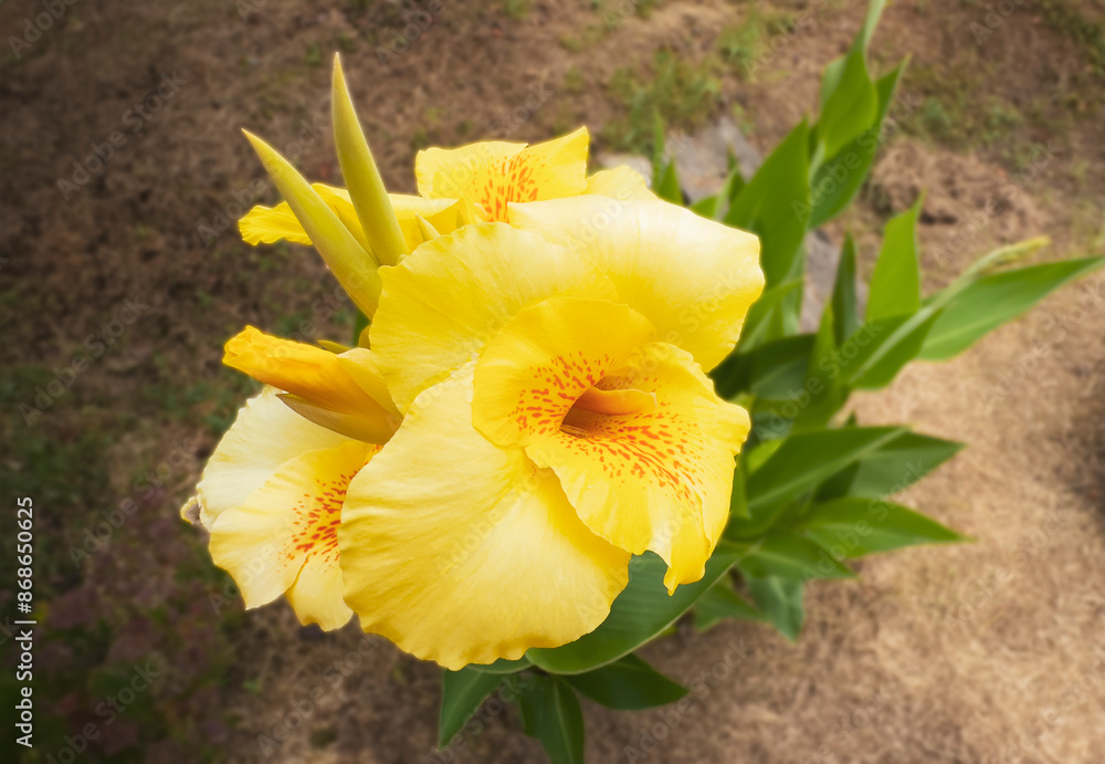 Yellow tropical flowers top view Yellow tropical flowers top view