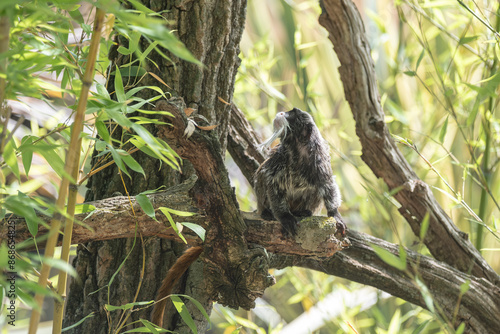 Emperor Tamarin