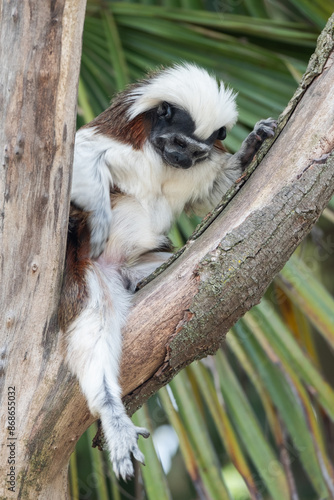 Cotton top tamarin photo