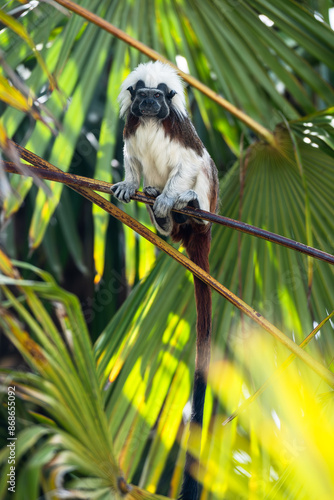 Cotton top tamarin