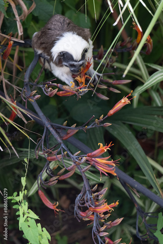 Cotton top Tamarin