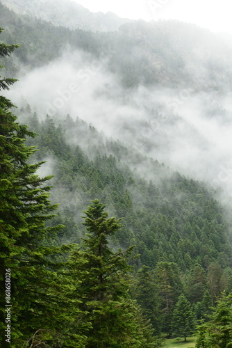 forêt avec de la brume au sentier de Péguère dans la vallée du Rioumajou photo