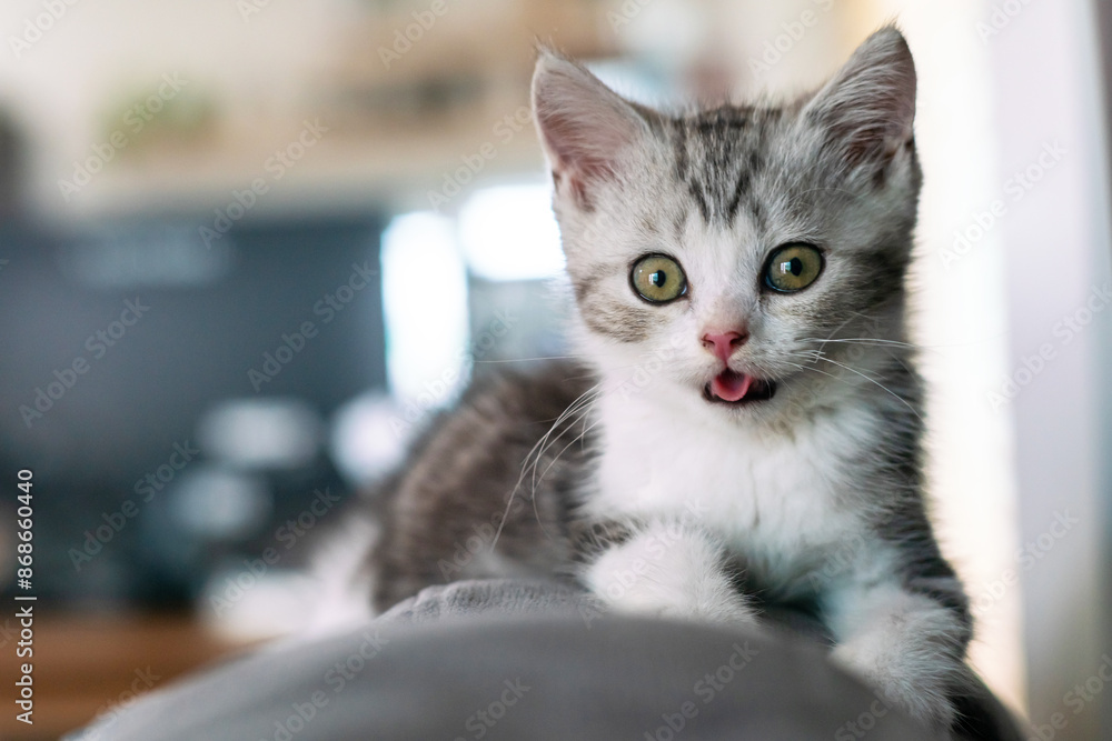 Cute cat sticking out its tongue, Cute young silver tabby Scottish Fold cat