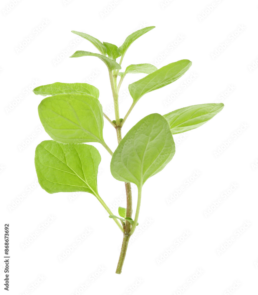 Sprig of fresh green oregano isolated on white Sprig of fresh green oregano isolated on white