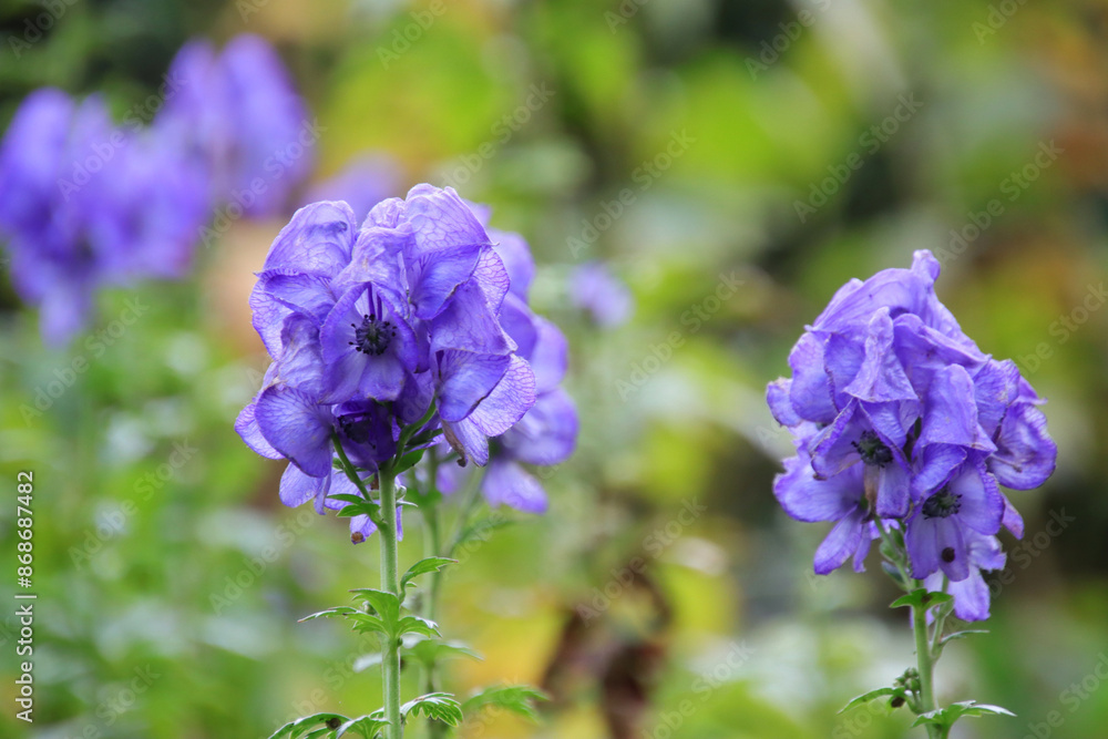 blue and purple, Monkshood, aconite, purple flower, lilac blossoms, purple petals, lilac plant, garden with purple flowers blue and purple, Monkshood, aconite, purple flower, lilac blossoms, purple petals, lilac plant, garden with purple flowers