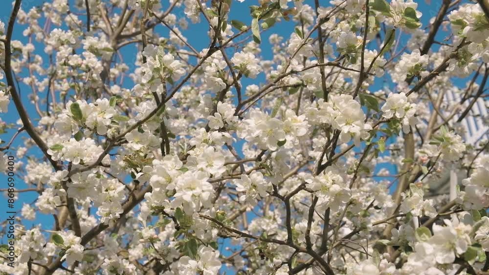 Apple blossom with beautiful white flowers on a blue sky background. Apple blossom with beautiful white flowers on a blue sky background.
