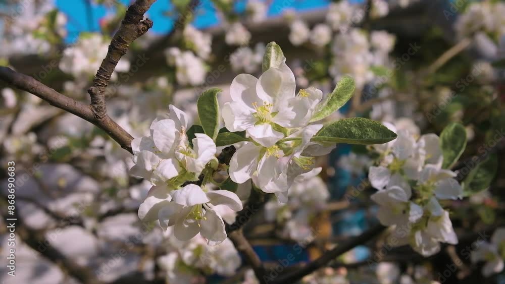 Apple blossom with beautiful white flowers on a blue sky background. Apple blossom with beautiful white flowers on a blue sky background.
