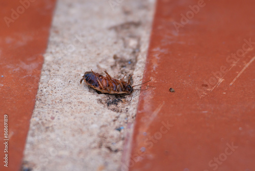 Cucaracha haciendose la muerta en el suelo de una terraza, Alcoy, España photo