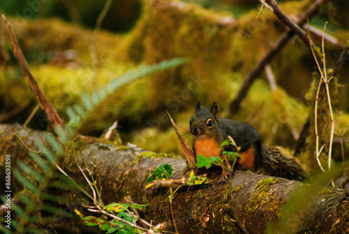 Douglas Squirrel (tamiasciurus douglasii) photo