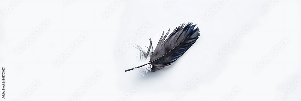 Beautiful feather of a bird isolated on a plain white background in ...