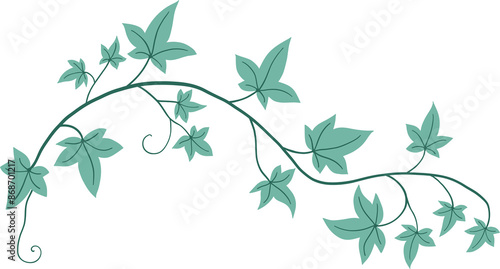 ivy plant drawing illustration.