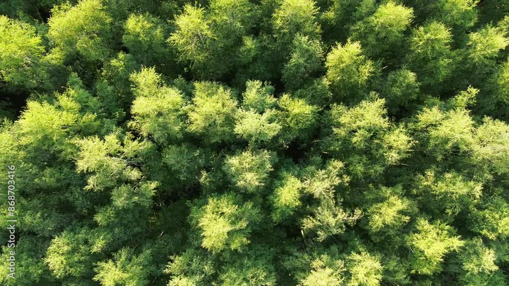 Top view of vibrant green woods and forest Top view of vibrant green woods and forest